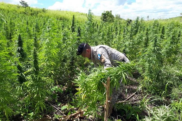 La Comisión de Salud del Congreso frenó un nuevo intento de legalizar el Cannabis. (Foto Prensa Libre: Hemeroteca PL)