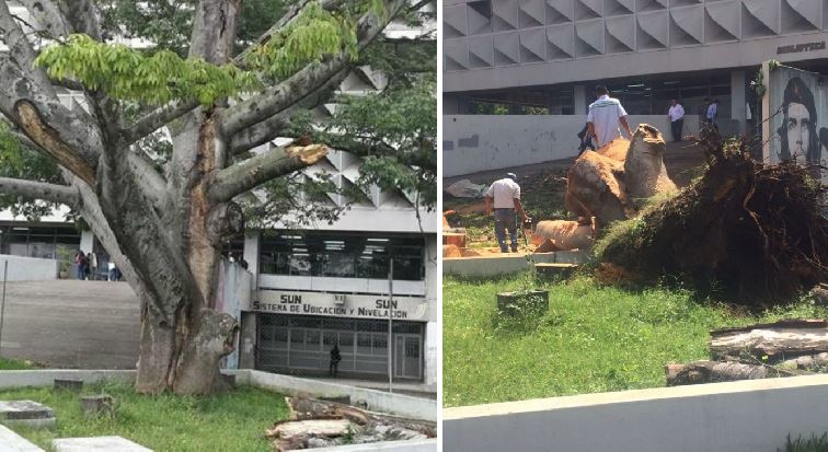 El daño que causan los organismos en los árboles y el estrés se reflejan en las ceibas de la Plaza de los Mártires, en la Usac, zona 12. (Foto Prensa Libre: Oscar Felipe Q.)