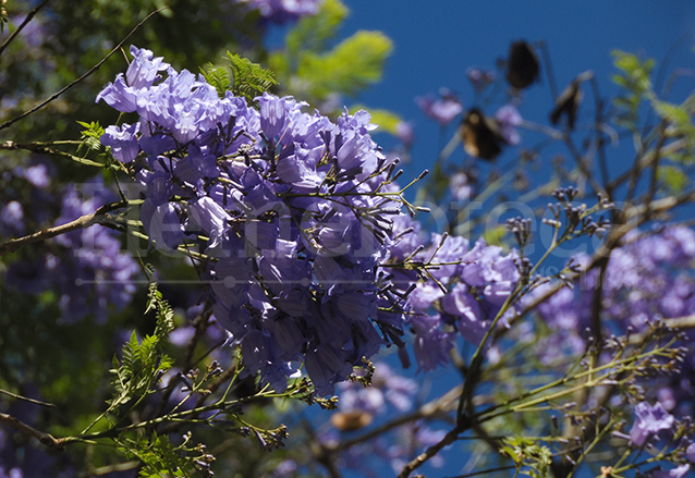 Las jacarandas son infaltables en la Cuaresma y Semana Santa. (Foto: Néstor Galicia)