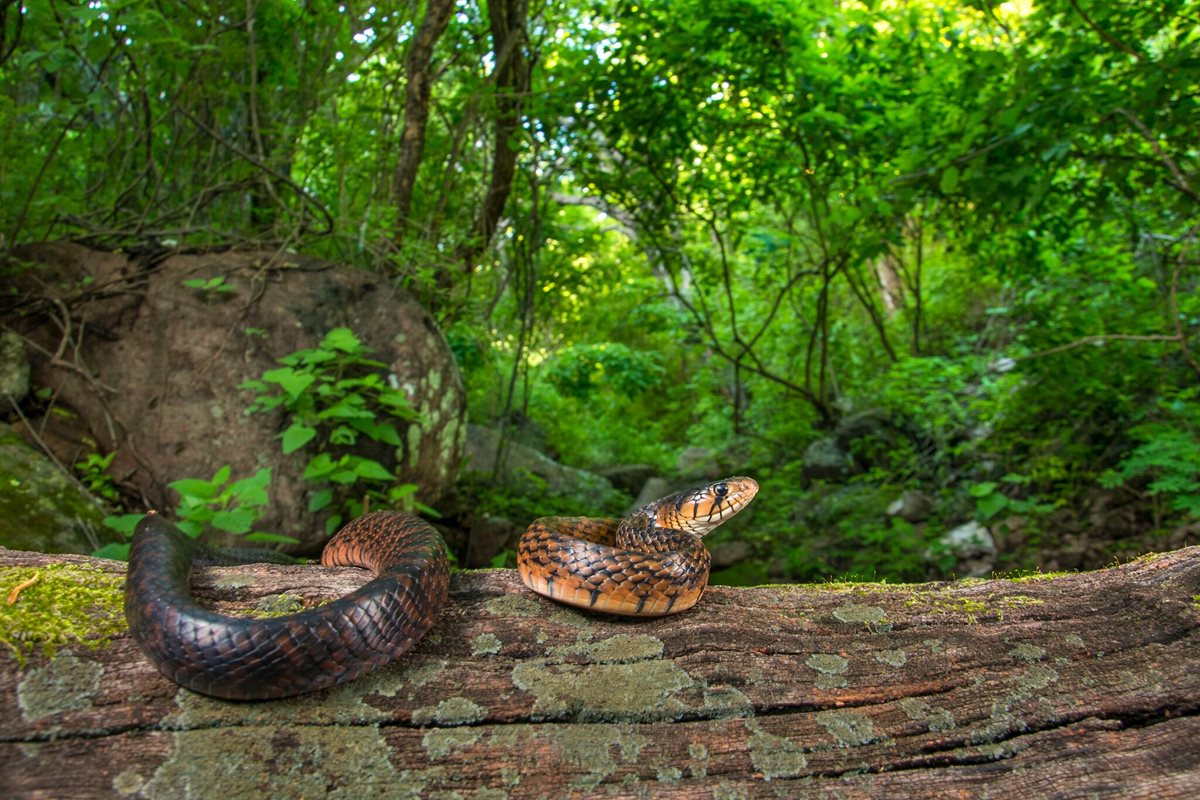 Rana de árbol de Yucatán (Triprion petasatus). Yucatán, México. (Foto Prensa Libre: Fernando Martínez Belmar).