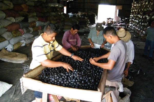 Cuando adquiere  color marrón o negro, el limón tostado se recolecta para su clasificación. (Foto Prensa Libre: Héctor Contreras)