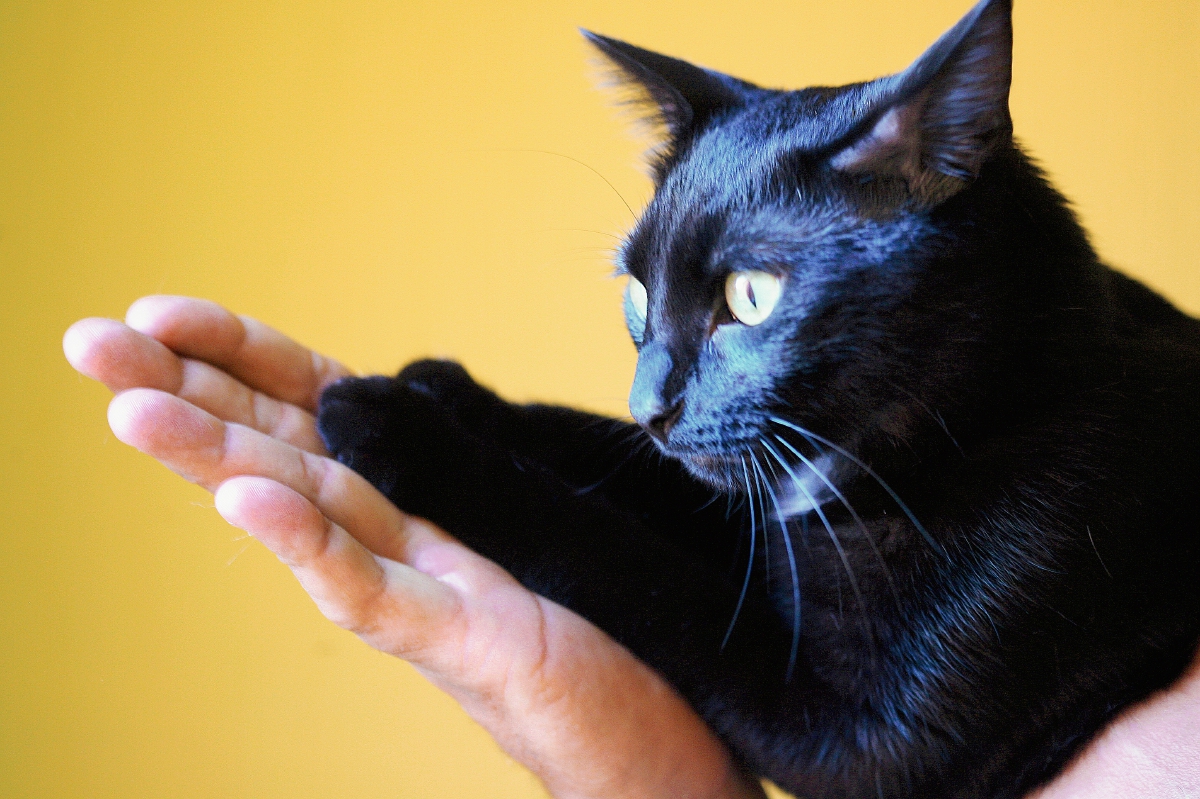 El Día Internacional del Animal sin Hogar se celebra con el propósito de crear conciencia en el cuidado, rescate y rehabilitación de animales de la calle. (Foto Prensa Libre: Brenda Martínez).