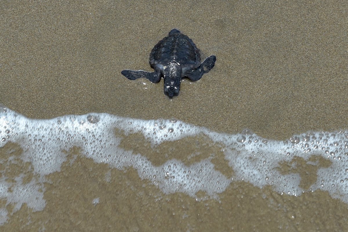 Una tortuga marina se dirige al océano en Pariaman, Sumatra Occidental. (Foto Prensa Libre: AFP).