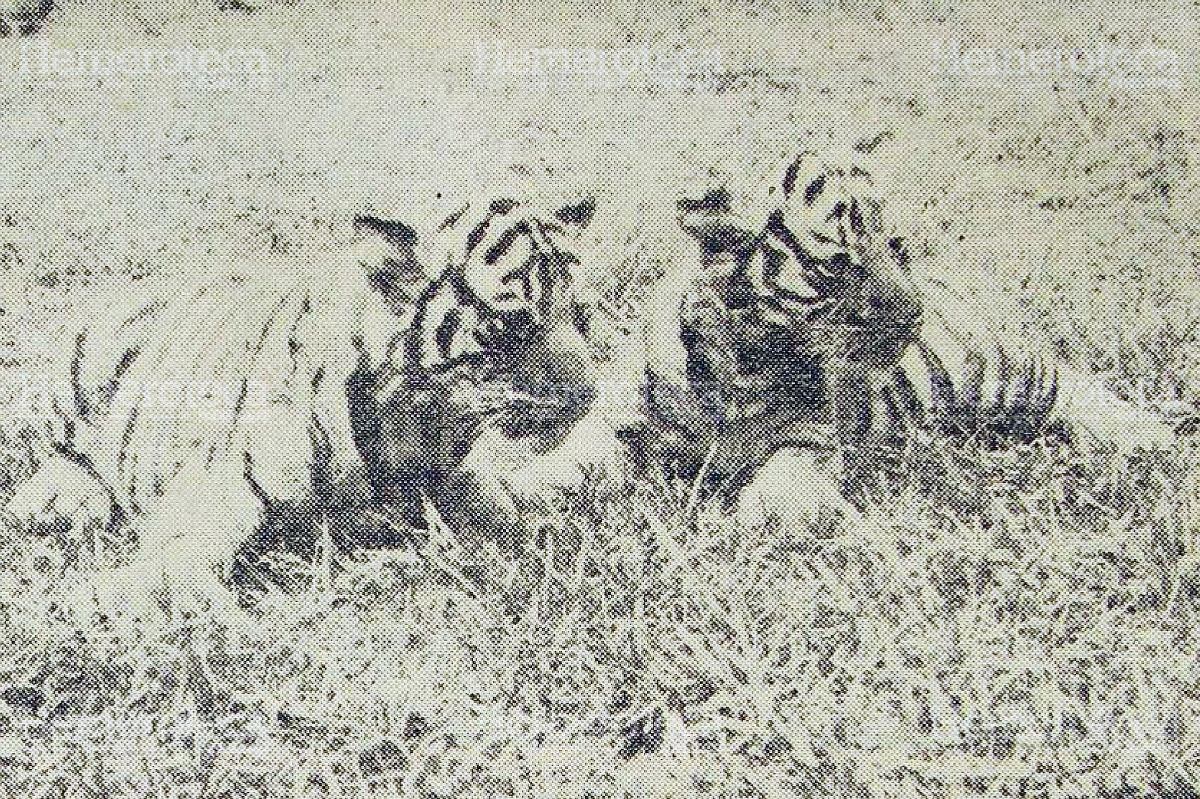 Dos de los tres primeros tigres de Bengala nacidos en Guatemala en 1969. Foto Hemeroteca PL