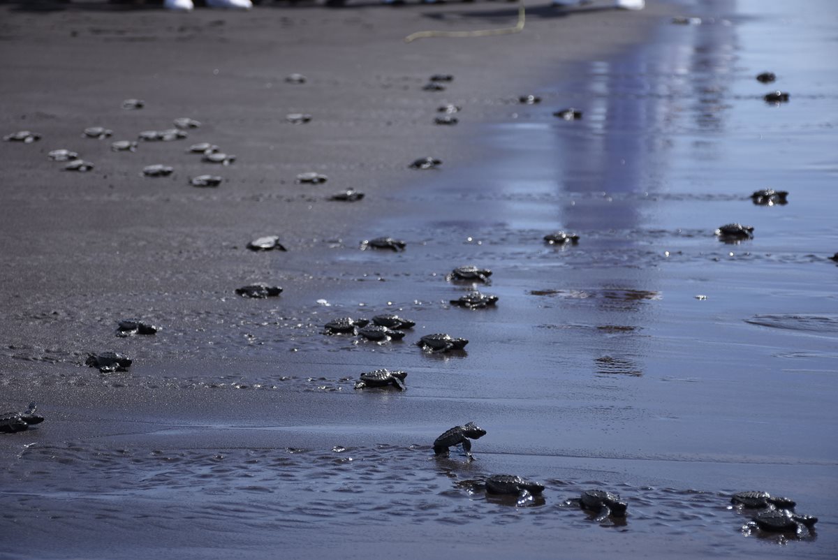 Las parlamas recién nacidas fueron liberadas en la playa del Puerto San José. (Foto Prensa Libre: Enrique Paredes)