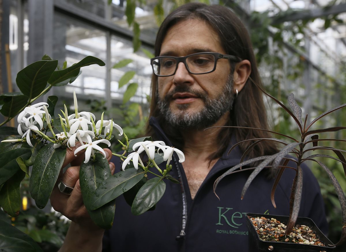 El 21% de las plantas del mundo están en peligro de extinción, según el primer censo mundial. (Foto Prensa Libre: AP).