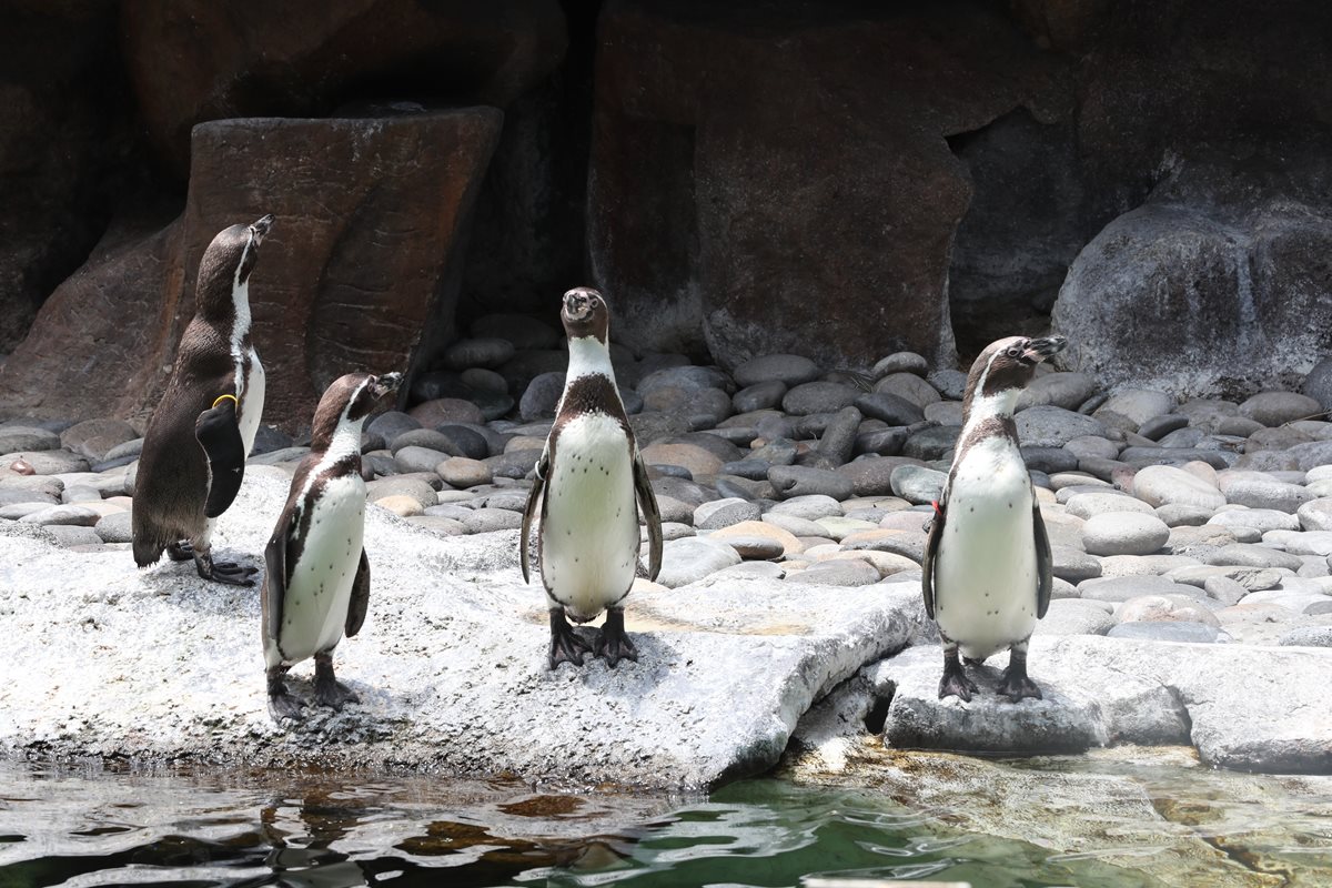 Los pingüinos cumplieron cinco años de estar en el Zoológico La Aurora. (Foto Prensa Libre: Óscar Felipe)