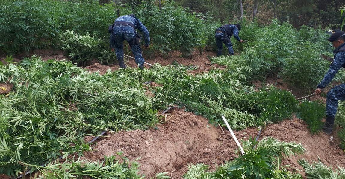 Agentes antinarcóticos participan en la erradicación de marihuana en Totonicapán. (Foto Prensa Libre: Cortesía PNC)