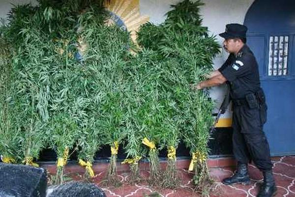 Las matas de marihuana estaban sembradas en el patio. (Foto Prensa Libre: archivo)<br _mce_bogus="1"/>