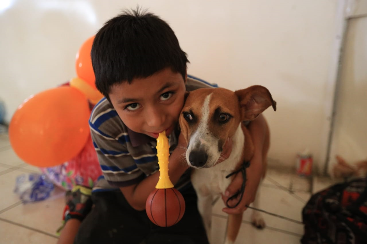 Aves, perros, gatos y otros animales fueron dejados a su suerte en las áreas afectadas por el Volcán de Fuego. Algunos fueron rescatados por socorristas y voluntarios.