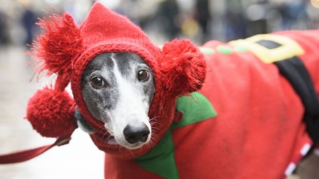 La Navidad es un periodo especialmente difícil para los perros. PA