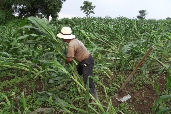 Los cultivos de    maíz y frijol fueron los más afectados en varios departamentos.