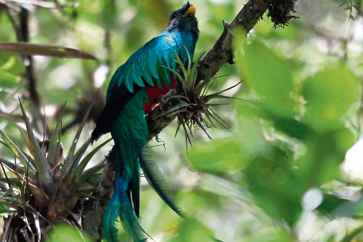 El quetzal quedó oficializado como símbolo de la independencia y autonomía de la nación, según Decreto No. 33 del 18 de noviembre de 1871, emitido por el general Miguel García Granados. (Foto Prensa Libre: Esbin Garcia)
