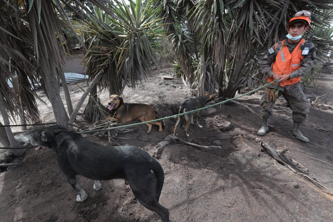 Aves, perros, gatos y otros animales fueron dejados a su suerte en las áreas afectadas por el Volcán de Fuego. Algunos fueron rescatados por socorristas y voluntarios.