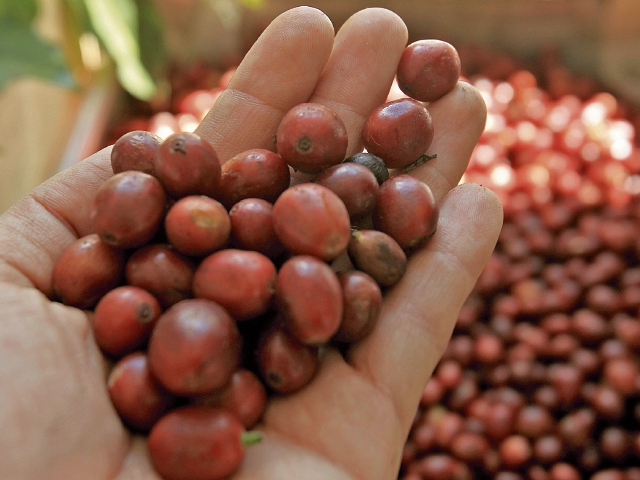 Guatemala no se logra recuperar en la producción de café a los niveles de antes del 2012. Factores como la roya, la necesidad de renovar las plantaciones o la falta de apoyo financiero han afectado al sector. (Foto: Prensa Libre: Hemeroteca PL)