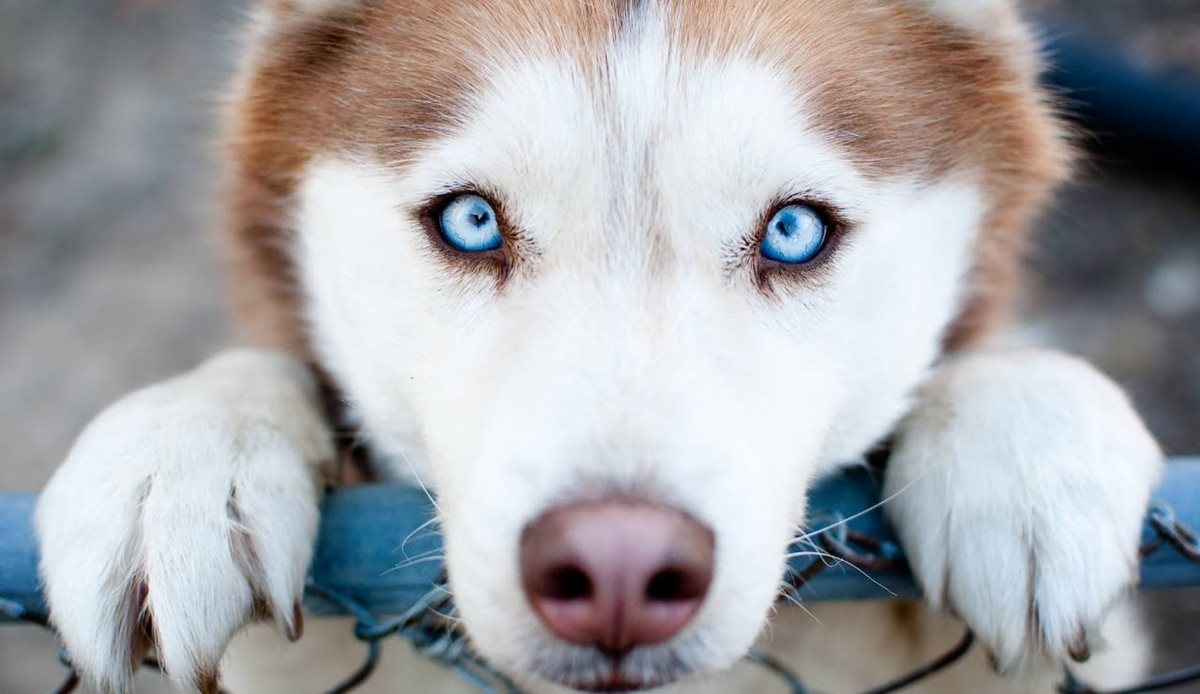 El perro, ese amigo inseparable del hombre, es admirado y querido en muchas partes del mundo. (Foto Prensa Libre: Hemeroteca PL).