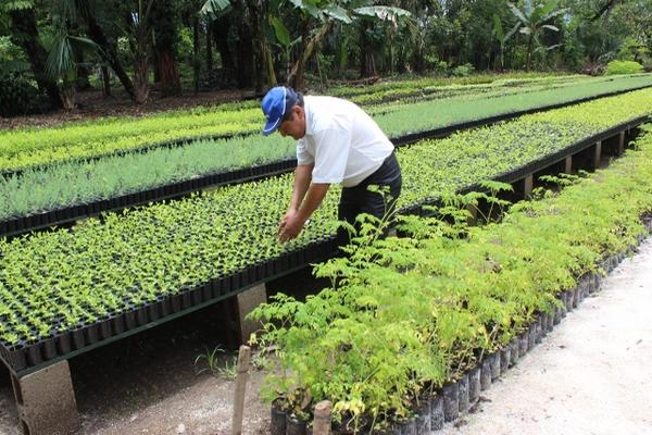 El Instituto Nacional de Electrificación (INDE) hizo entrega de árboles a varias comunas de Santa Rosa, para proteger cuencas de ríos que surten a hidroeléctricas. (Foto Prensa Libre, Oswaldo Cardona)<br _mce_bogus="1"/>