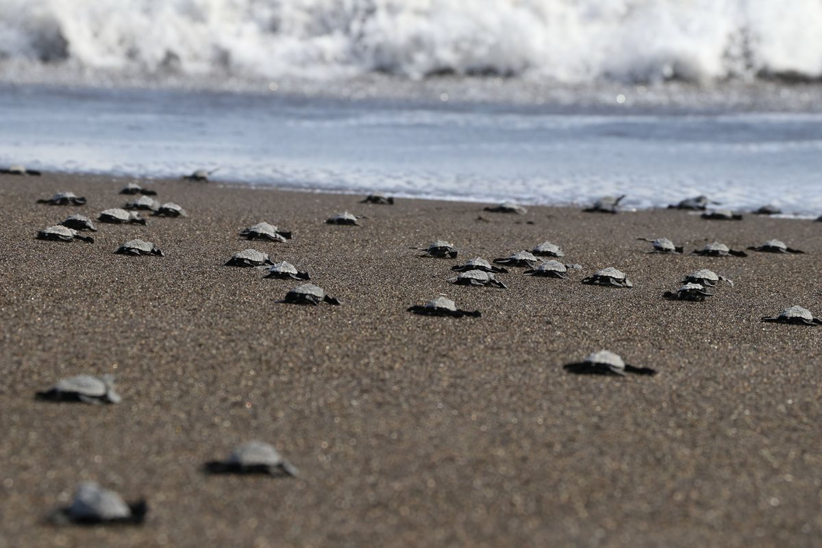 Tortugas recién liberadas se apresuran para ingresar al mar en Taxisco, Santa Rosa. (Foto Prensa Libre: Enrique Paredes).