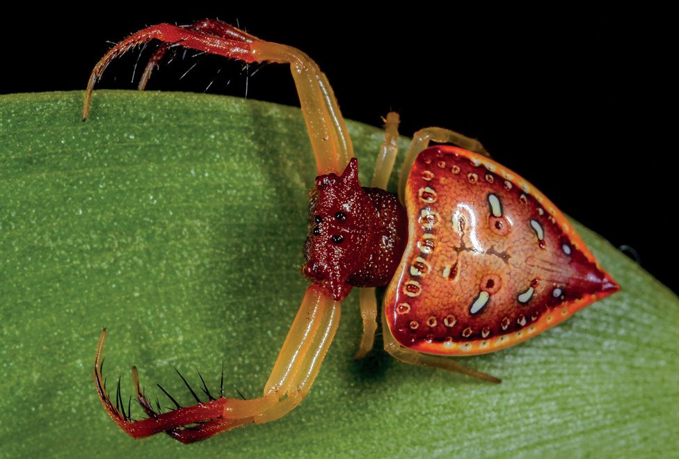 Esta especie del género Arkys fue hallada en Queensland. GREG ANDERSON