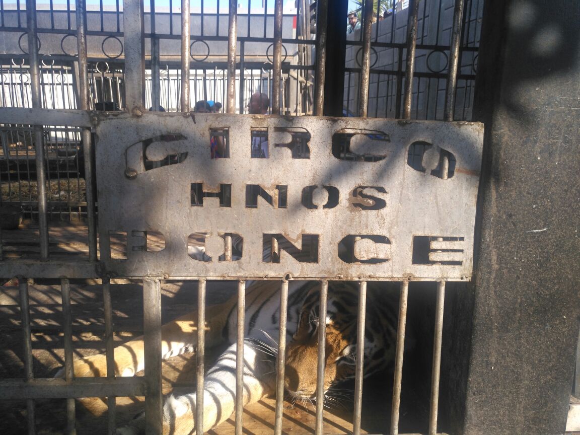 En el terreno se localizaron 13 tigres de bengala y dos camellos. (Foto Prensa Libre: Cortesía Conap)