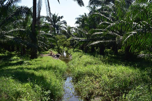 Río Madre Vieja, en Escuintla. (Foto Prensa Libre: Carlos Paredes)