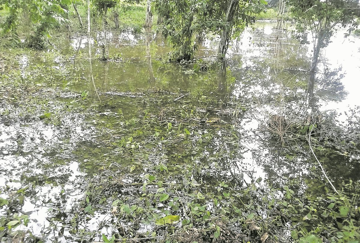 Las lluvias han dañado plantaciones de maíz y frijol, por lo que se distribuirán alimentos a los afectados. (Foto Prensa Libre: HemerotecaPL)