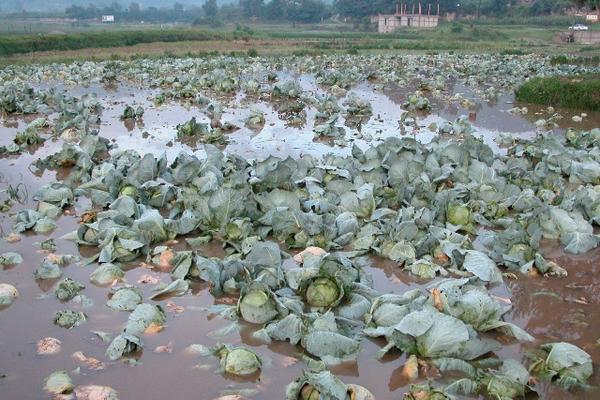 Áreas de cultivos y barrios de San Cristóbal Totonicapán, Totonicapán, quedaron anegados por las lluvias que causo el desborde del río local durante el invierno de este año. (Foto Prensa Libre: Archivo)