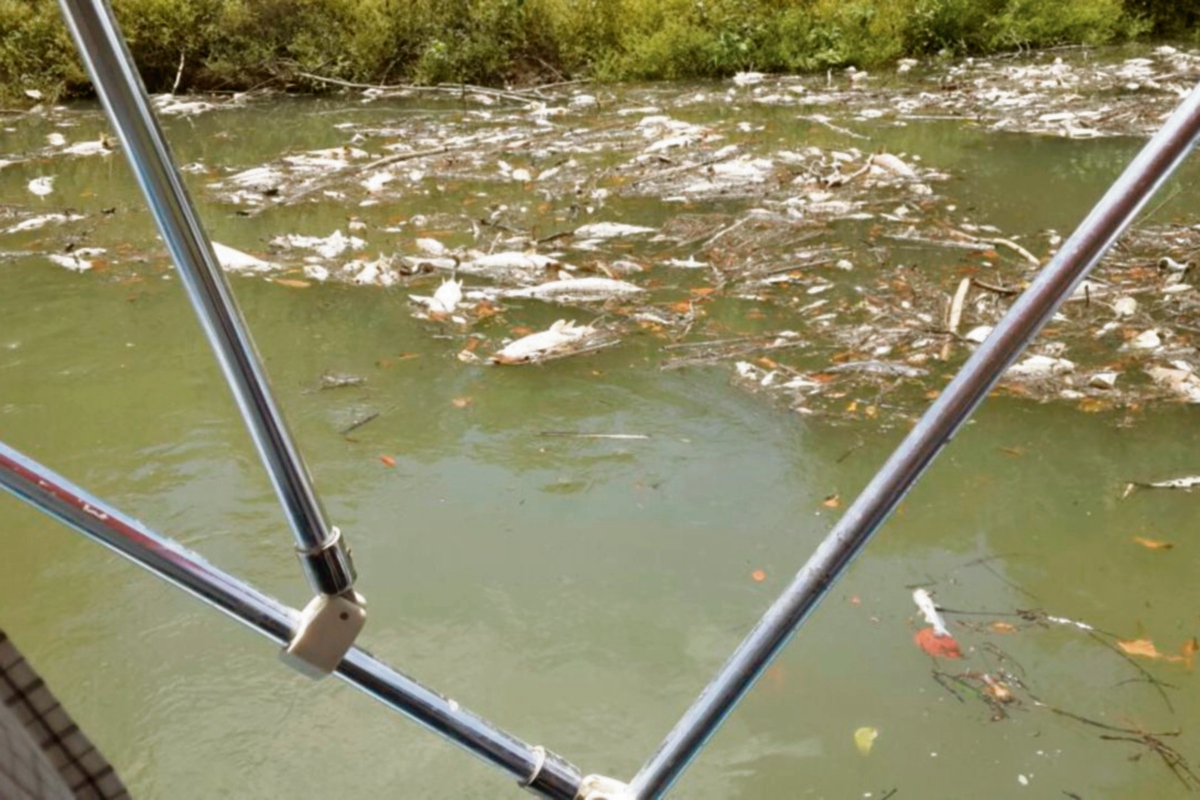 Gran cantidad de peces muertos se observan a lo largo de varios kilómetros en el río La Pasión, en Sayaxché.