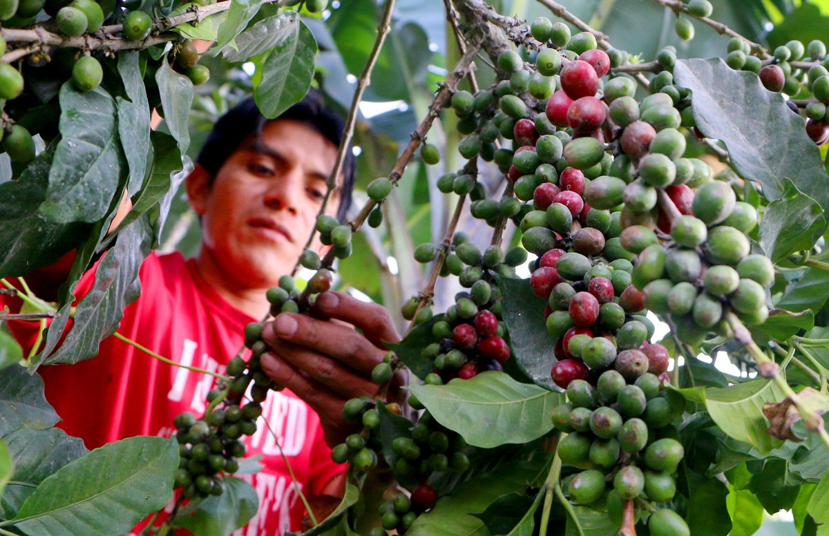 Cafetaleros del país aducen otros problemas aparte de los expresados en la manifestación del pasado martes. (Foto Prensa Libre: Rolando Miranda)