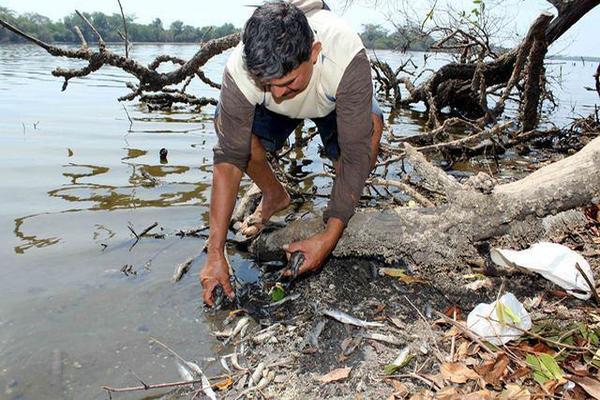 Pescador muestra  algunos de los peces muertos en esteros de Champerico, Retalhuleu. (Foto Prensa Libre: Rolando Miranda)