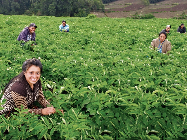 Integrantes de ADACSO trabajan en mejorar productividad y calidad de la papa que venden. (Foto Prensa Libre: División de Desarrollo de Agexport)