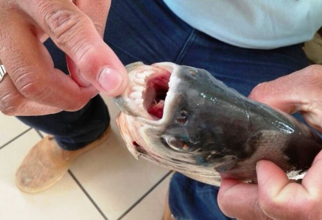 Un pescador muestran los dientes del pez tipo piraña, atrapado en el lago Petén Itzá. (Foto Prensa Libre: Rigoberto Escobar)