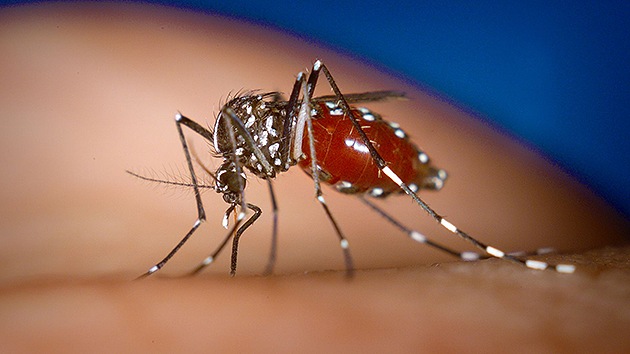 El zancudo que transmite el virus de Chikungunya ha tenido un repunte en 2015. (Foto Prensa Libre: Hemeroteca PL)