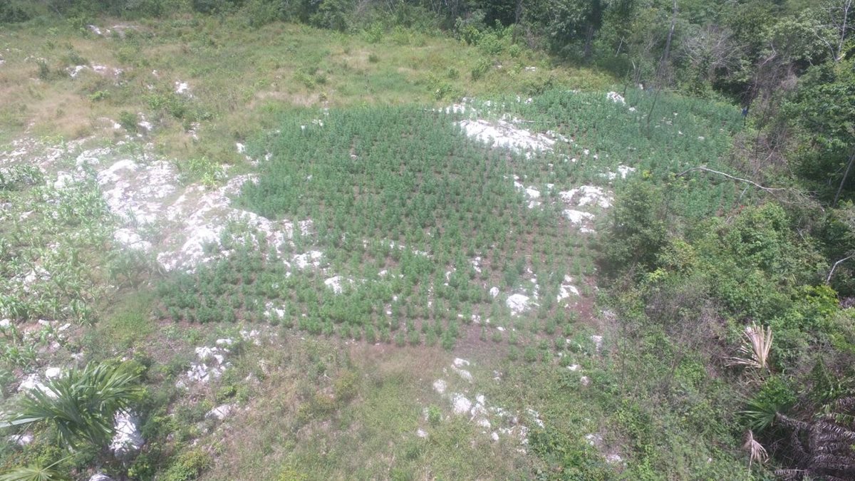 En Las Cruces y Melchor de Mencos, Petén, se efectuó la erradicación. (Foto Prensa Libre: Rigoberto Escobar)