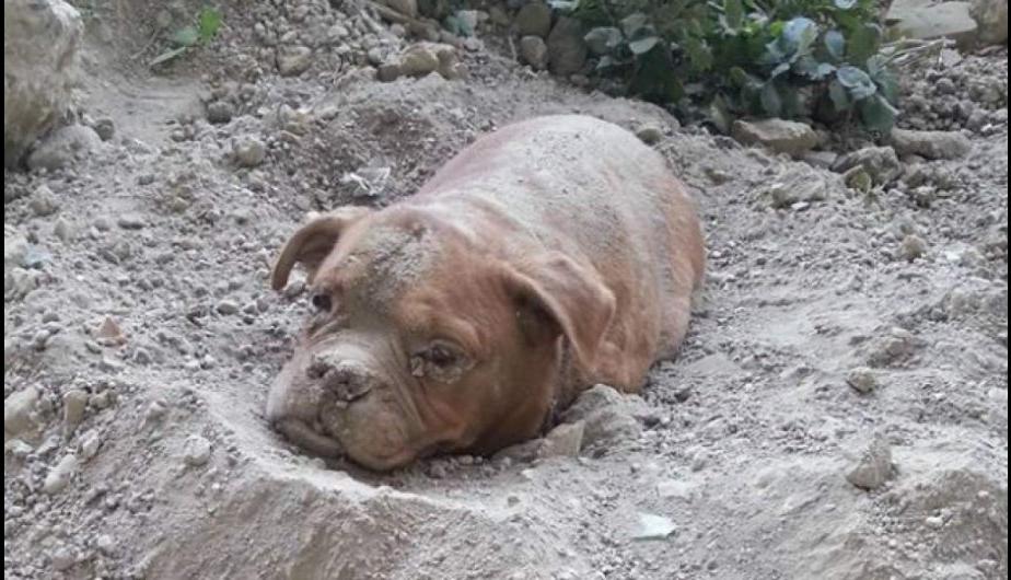 <em>Perrita fue entrrada viva en Carrires-sur-Seine, cerca de París. (Foto Prensa Libre:AFP)</em>