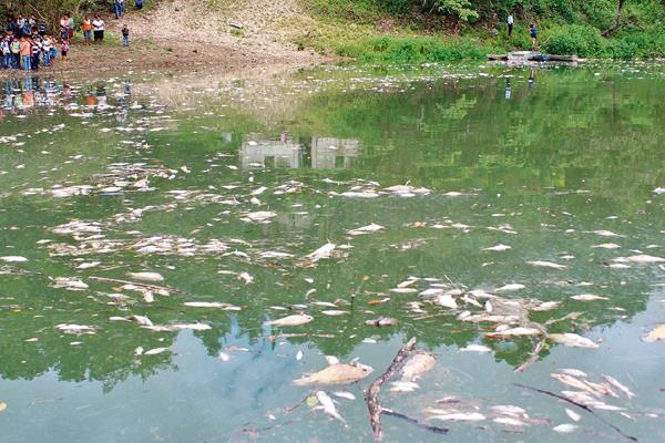 A lo largo de 105 kilómetros del río La Pasión se han encontrado cientos de peces muertos. (Foto Prensa Libre: Hemeroteca PL)