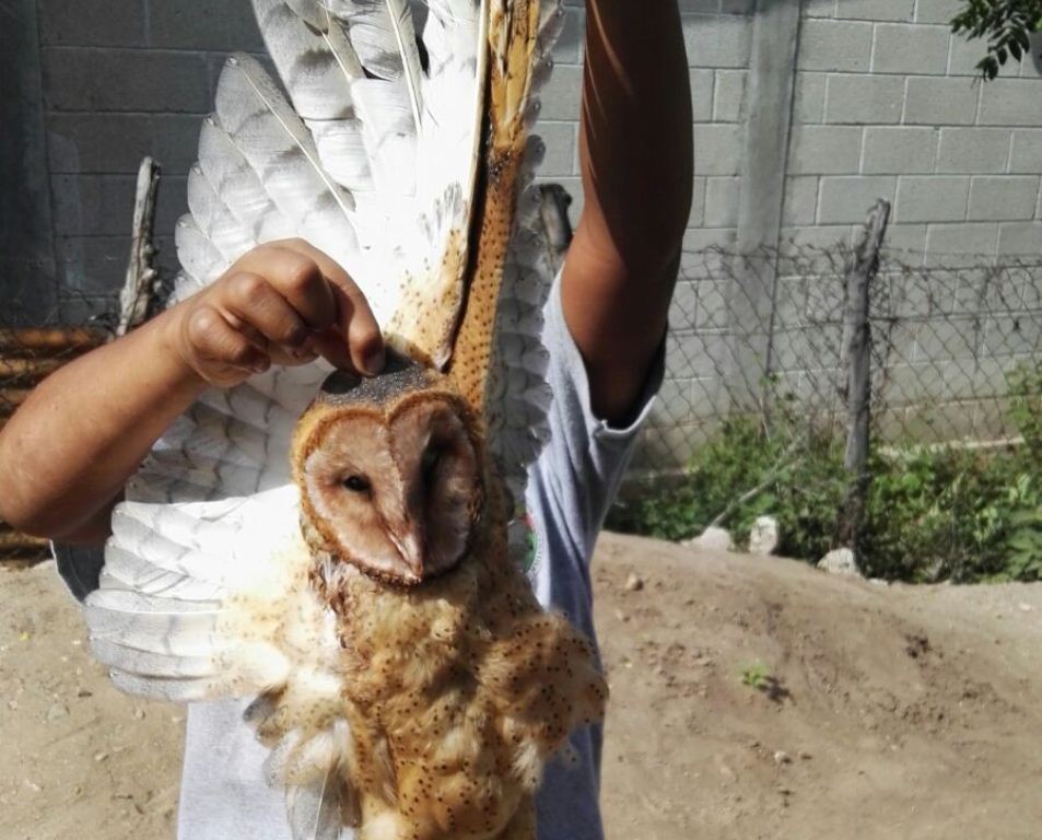 Menor muestra lechuza que murió en San Jorge, Zacapa. (Foto Prensa Libre: Víctor Gómez).