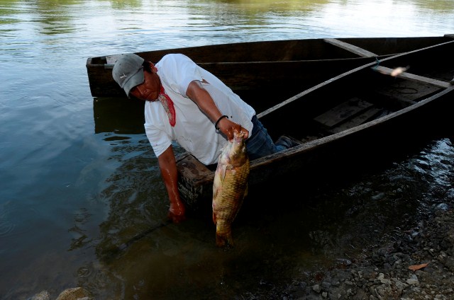 Pescador artesanal de la comunidad Flor de la Selva, Sayaxché, Petén, muestra pez muerto. (Foto Prensa Libre: Rigoberto Escobar)