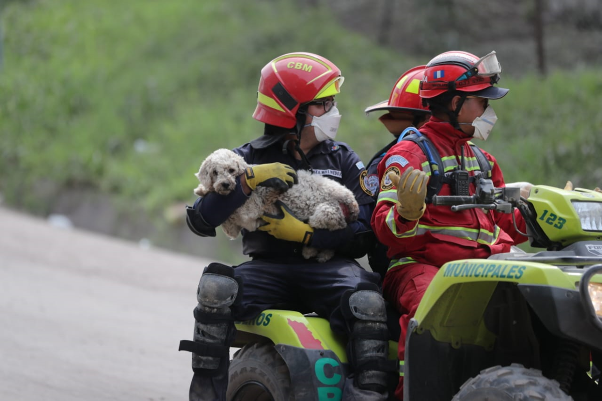 Aves, perros, gatos y otros animales fueron dejados a su suerte en las áreas afectadas por el Volcán de Fuego. Algunos fueron rescatados por socorristas y voluntarios.