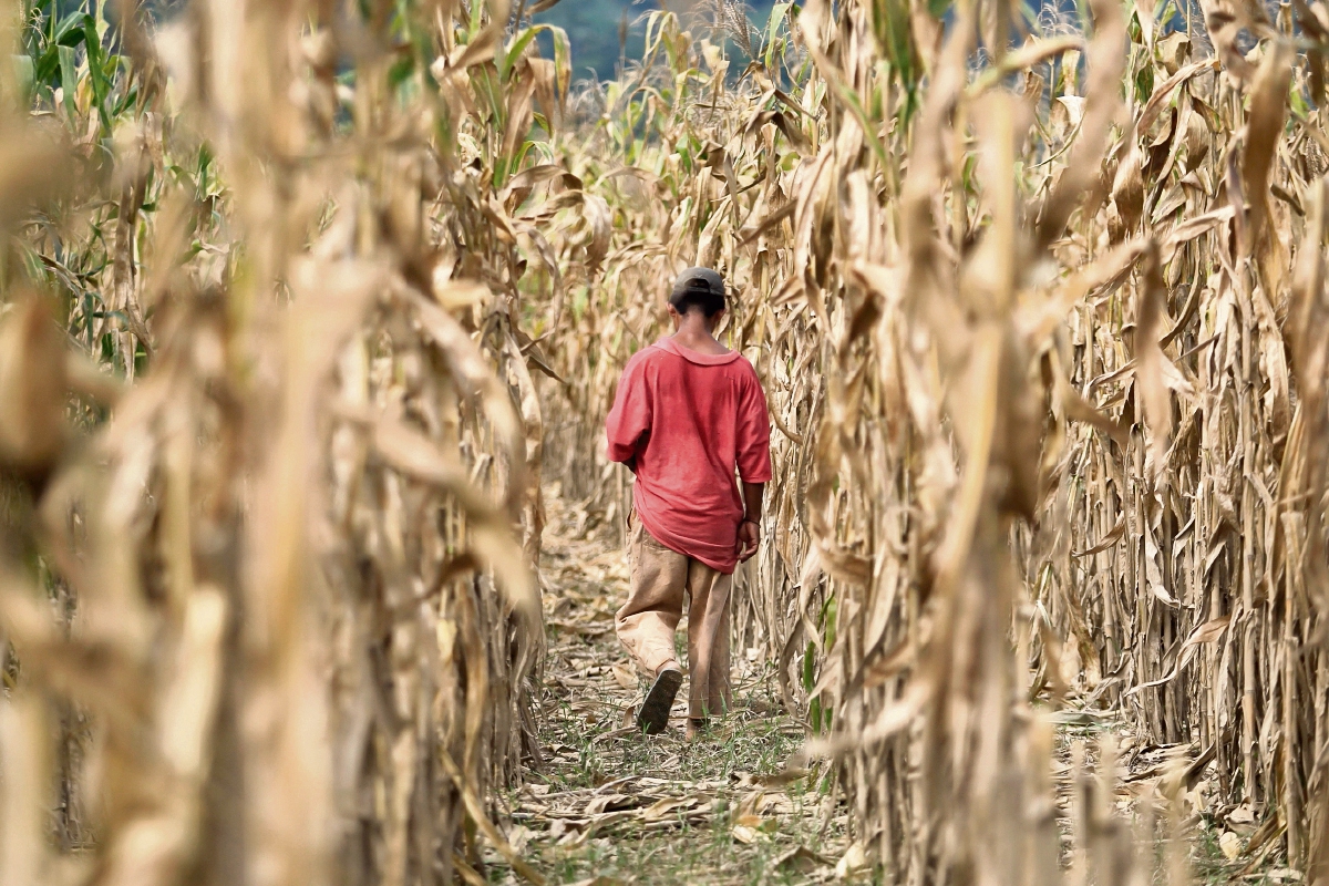 La producción de maíz fue la más afectada con la sequía del presente año, con lo que aumentó el número de familias afectadas y de hectáreas cultivadas.