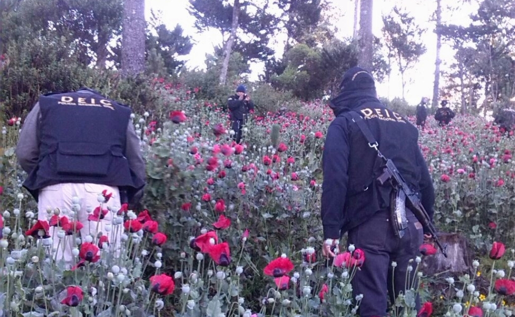 Agentes policiales participan en operativo en plantación de amapola, en Chiantla, Huehuetenango. (Foto Prensa Libre: PNC)