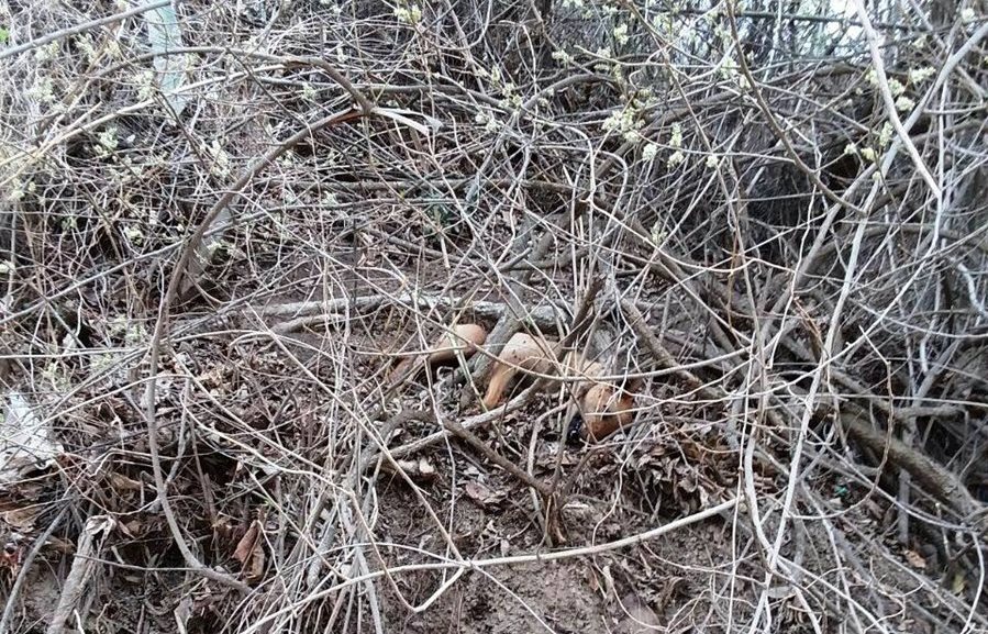 Pobladores creen que los perros fueron envenenados con un producto de uso agrícola. (Foto Prensa Libre: Mario Morales)