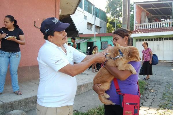 Personal del Área de Salud  vacuna a caninos en la ciudad de Coatepeque, Quetzaltenango.