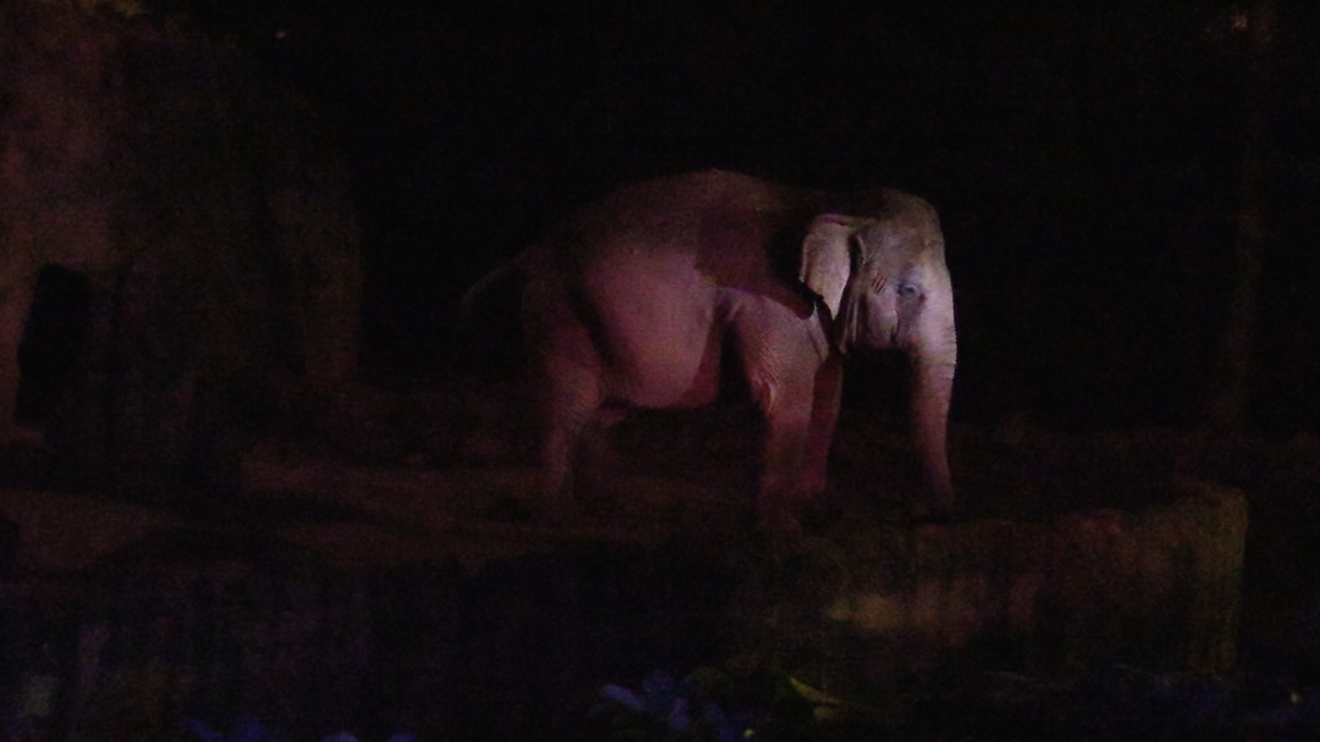 Decenas de personas asisten a las Noche de Luna para observar el comportamiento de los animales. (Foto Prensa Libre: Juan Carlos Rivera)