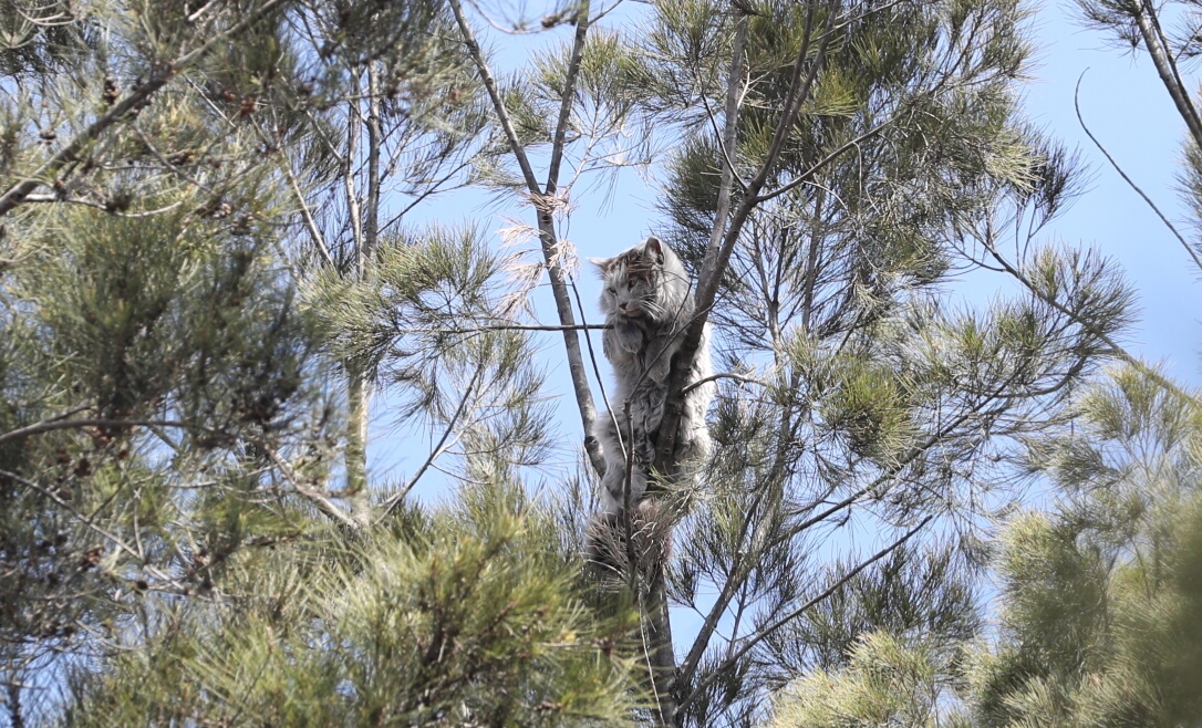 Un gato que trepó a un árbol en la zona 7 capitalina causó angustia en vecinos que llamaron a socorristas para que fuera rescatado. (Foto Prensa Libre: Érick Ávila)