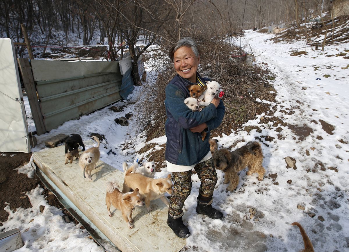 Jung Myoung Sook, 61, junto a los animales que rescató. (Foto Prensa Libre: AP).