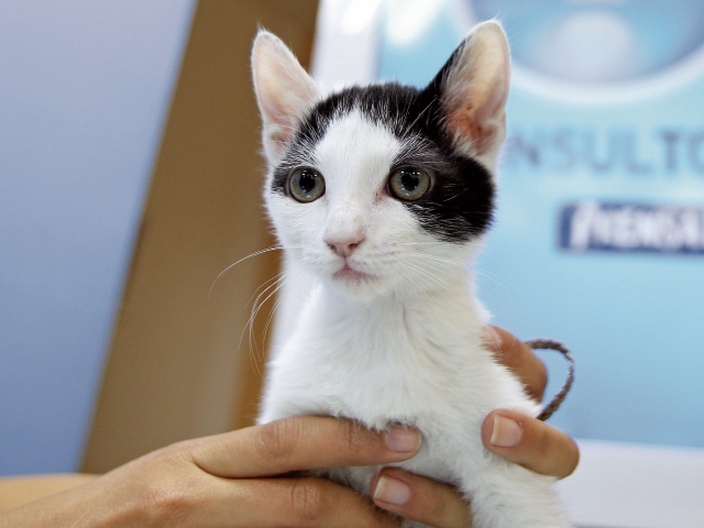 Este gato es Ignacio y fue rescatado de un tragante cuando tenía cinco días de nacido. Actualmente está listo para que sea adoptado en AMA. (Foto Prensa Libre: Edwin Bercián)