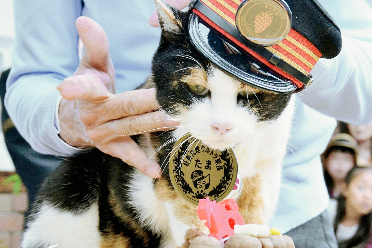 Tama se ganó el corazón de seguidores y miembros de una firma ferroviaria japonesa. (Foto Prensa Libre:AP).