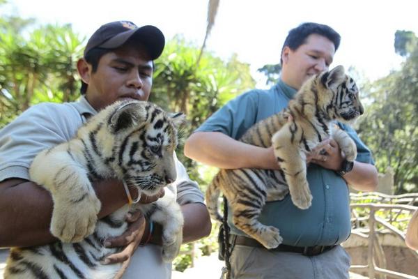 Cachorros nacieron el 30 de agosto último (Foto Prensa Libre: ÁLVARO INTERIANO).