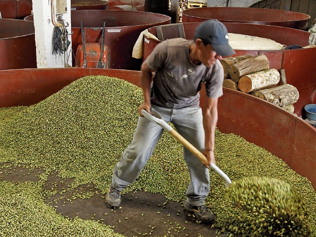 
Las exportaciones de cardamomo crecieron 49% y es uno de los productos que destacaron en 2019 por una mayor demanda del producto. (Foto Prensa Libre: Hemeroteca)  
